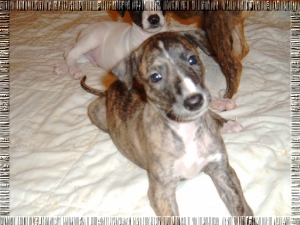 Greyhound Welpen
