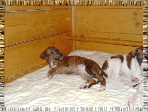 Greyhound Welpen