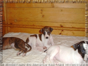 Greyhound Welpen