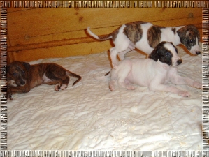 Greyhound Welpen