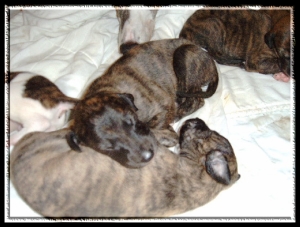 Greyhound Welpen