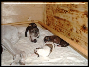 Greyhound Welpen