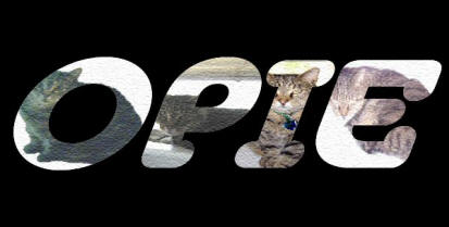 d'zine by grace, 2004