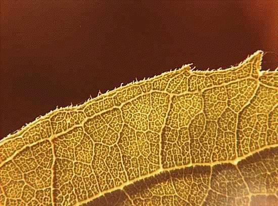 Leaf