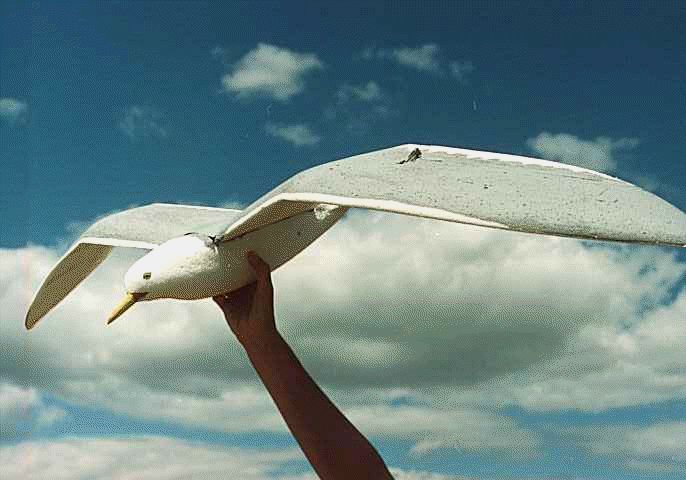 Scale Seagull