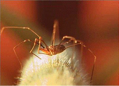 Harvestman