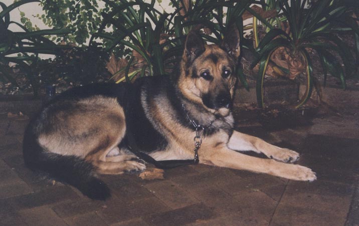 Security dog - Zora