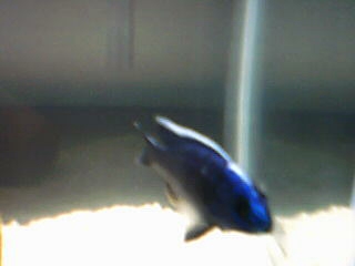 Sciaenochromis Fryeri "Electric Blue Ahli"