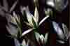 White Flowers