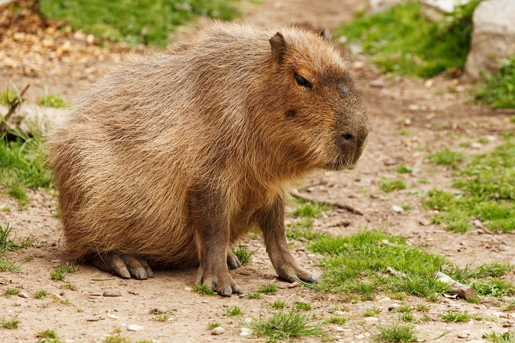 Capybara
