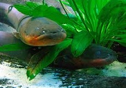 Electric Eel