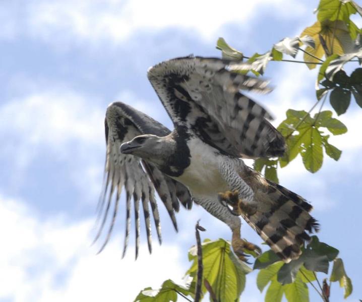 Hapry Eagle