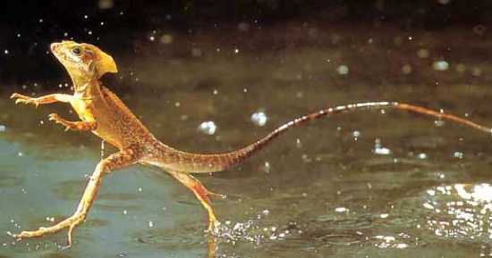 Jesus-Lizard