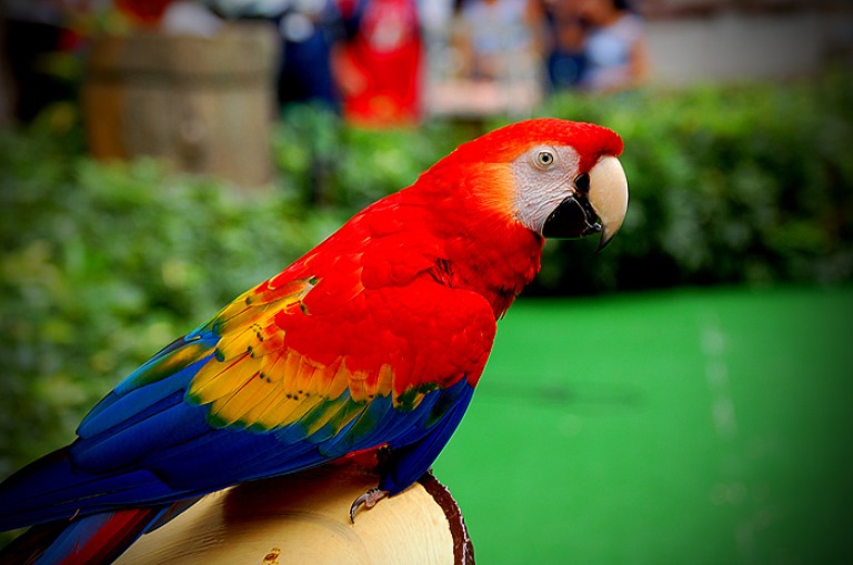 Macaw