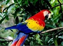 Macaw