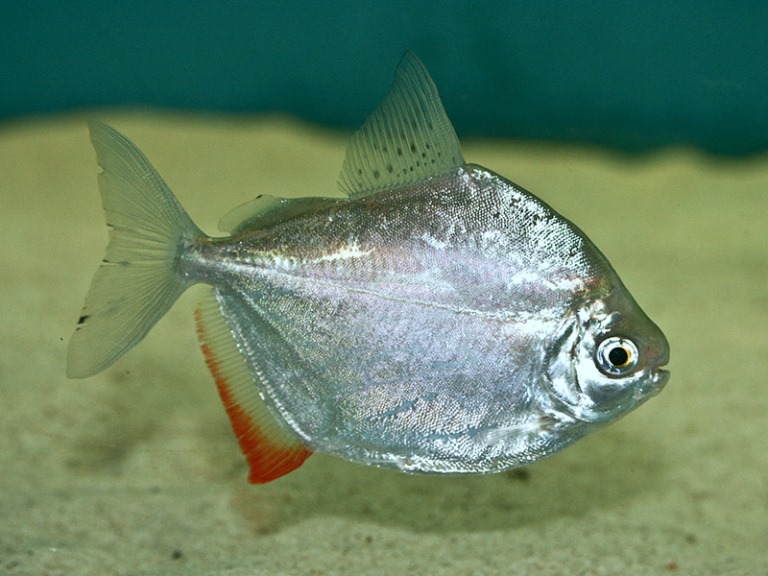 Silver Dollar Fish