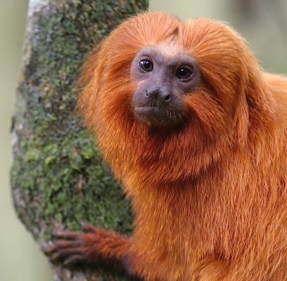 Lion-Tamarin