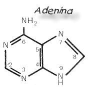 adenina