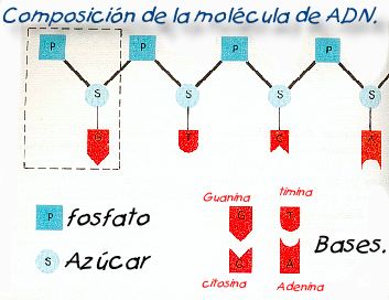 ADN