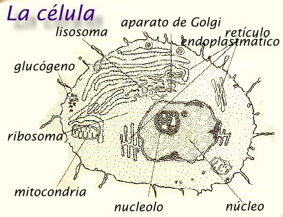 la c�lula