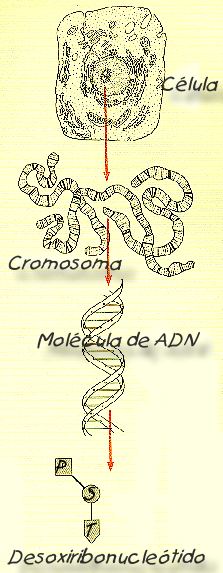 el ADN y los cromosomas