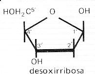la desoxiribosa