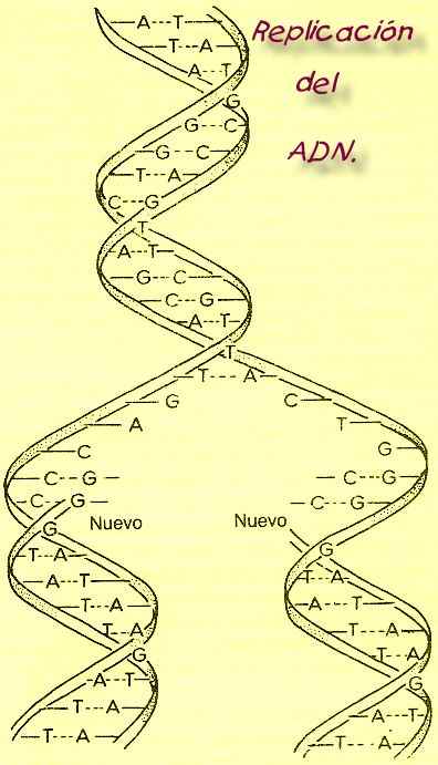 Replicaci�n del ADN.