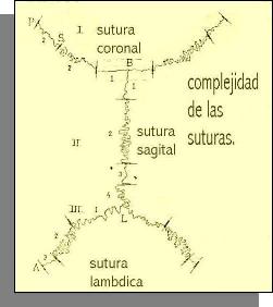 Suturas en norma superior del cr�neo.