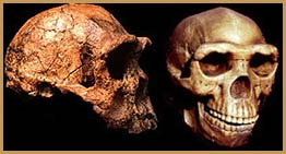 Homo erectus.