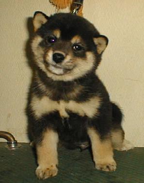 Take me home!&nbsp; I'll be your friend forever!