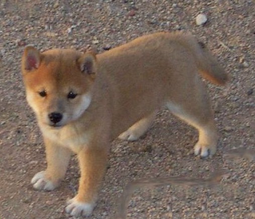 I'll be a great show dog one day!