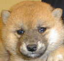 Look at my puufy little head.&nbsp; Ain't it just too cute?