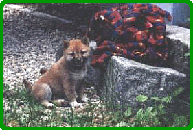 Don't I look like a fox cub?