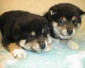 Only six weeks old!&nbsp; Little poffetches!