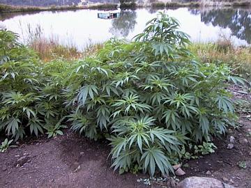 Gaia's Holy Herb
