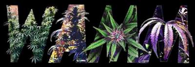 Our AIDS Family needs natural Herbs now! Please VOTE HEMP!