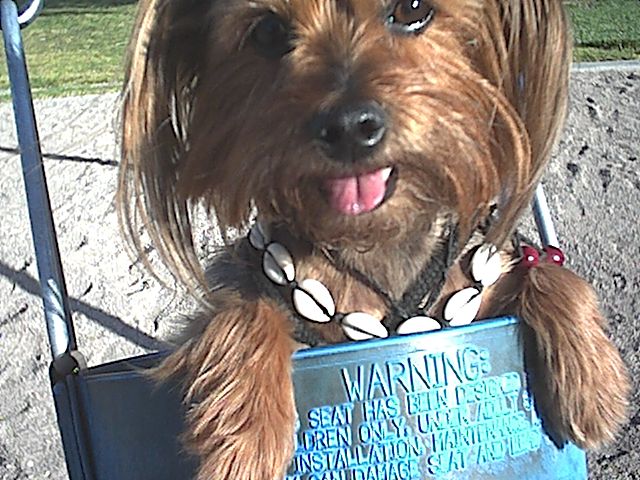 my furry child is so loving but she will kick that cyber dog's ass!