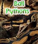 For Python.