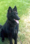 Samson at 6 months