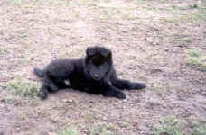 Samson at 8 wks