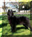 ZoeyStanding.jpg (63116 bytes)