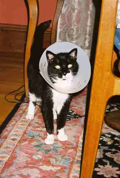 digs with cone collar