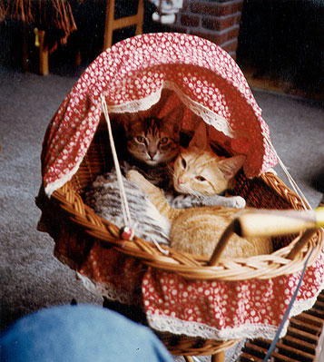 two kittens in a cradel
