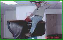 bull