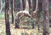 tree_ruku2.jpg (16103 bytes)