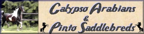 Calypso Arabians & Pinto Saddlebreds.&nbsp; "Home of A Space Odyssey"
