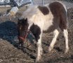 Patches Memorial Page