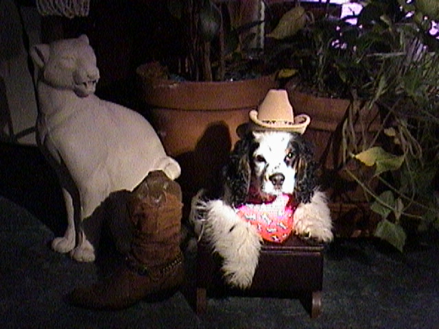 Meet "Cow"&nbsp;&nbsp; The newest addition to our family...&nbsp; Our Pet Pages are just beginning !
