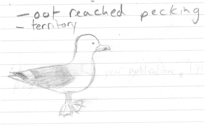 Gull
