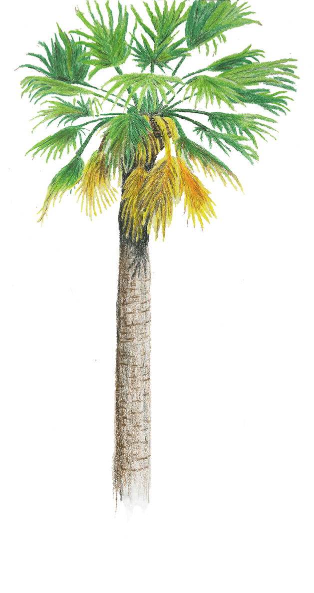 Palm Tree